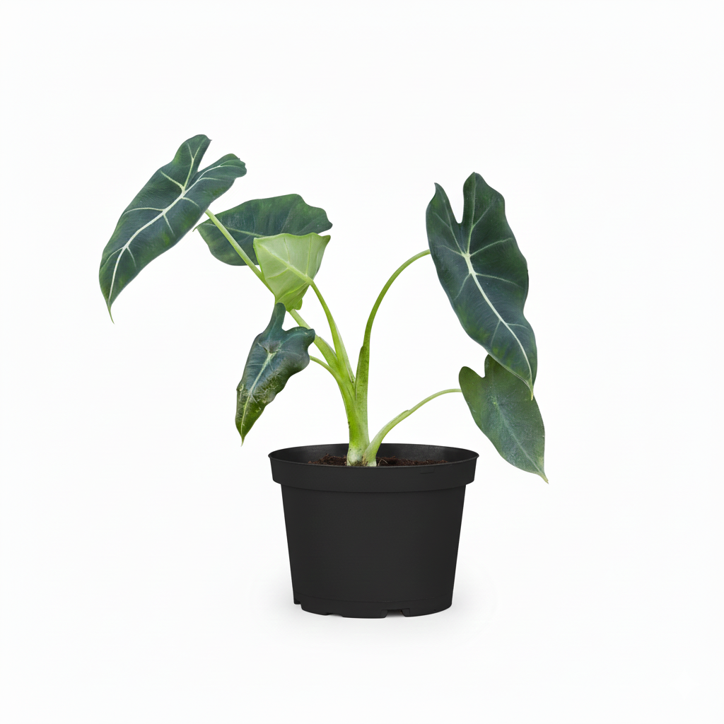 6 inch Alocasia Micholitziana &#39;Frydek&#39;, buy Alocasia Micholitziana &#39;Frydek&#39; online, houseplants for sale, plant shops in ca