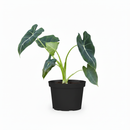 6 inch Alocasia Micholitziana &#39;Frydek&#39;, buy Alocasia Micholitziana &#39;Frydek&#39; online, houseplants for sale, plant shops in ca