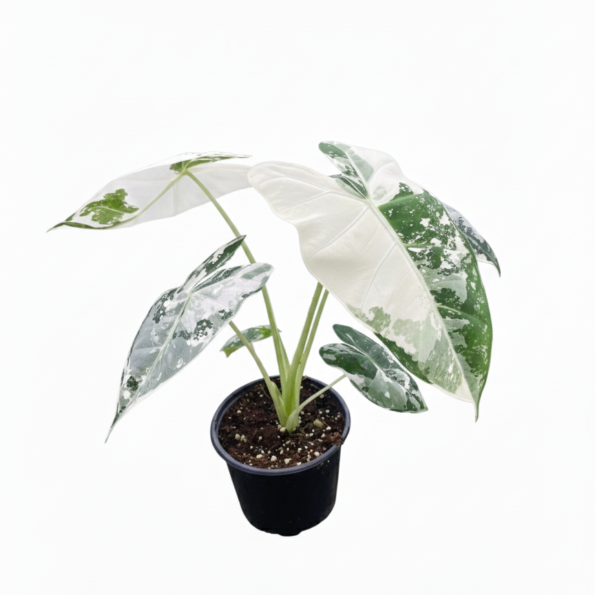 4 inch Alocasia Micholitziana &#39;Frydek&#39; Variegated, rare tropical live plants, decorative plants, collective live plants, buy live plants online