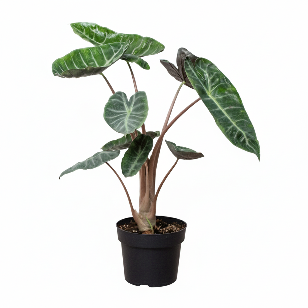 6 inch Alocasia Pink Dragon, Alocasia Pink Dragon for sale, Alocasia plants, shop indoor plants online, plant shops in ca