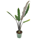 Alocasia Purple Sword, Purple Sword Tree, Alocasia Lauterbachiana, Purple Sword Care Guide, Tropical Houseplant, Colorful Foliage Houseplant, Alocasia, buy Purple Sword Tree online