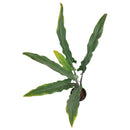 Alocasia Purple Sword, Purple Sword Tree, Alocasia Lauterbachiana, Purple Sword Care Guide, Tropical Houseplant, Colorful Foliage Houseplant, Alocasia, buy Purple Sword Tree online