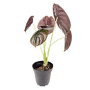 Alocasia cuprea &#39;Red Secret&#39;, Red Secret Plant, Rare Alocasia Plant, Elephant Ears Plants, Mirror Plant, Alocasia cuprea, buy Alocasia Red Secret