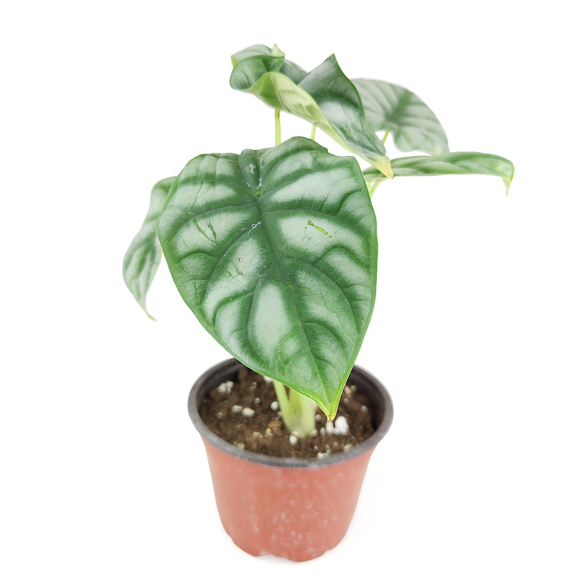 Alocasia baginda &#39;Silver Dragon&#39;, Silver Dragon Plant, Jewel Alocasia, Alocasia Silver Dragon, Rare Indoor Plants, Colorful Foliage Houseplants