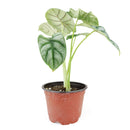 silver dragon alocasia, alocasia silver dragon care, alocasia baginda silver dragon, alocasia silver dragon plant, indoor tropical plants, tropical plants for sale, tropical plants in ca