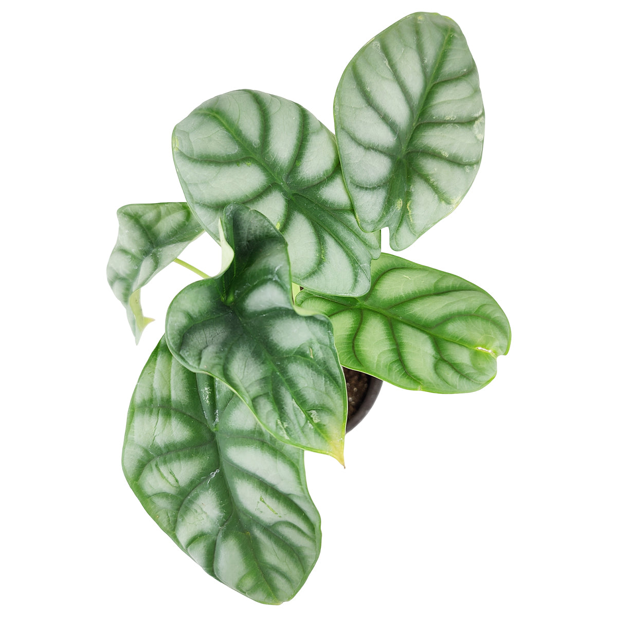 Alocasia baginda &#39;Silver Dragon&#39;, Silver Dragon Plant, Jewel Alocasia, Alocasia Silver Dragon, Rare Indoor Plants, How to care for Alocasia Silver Dragon