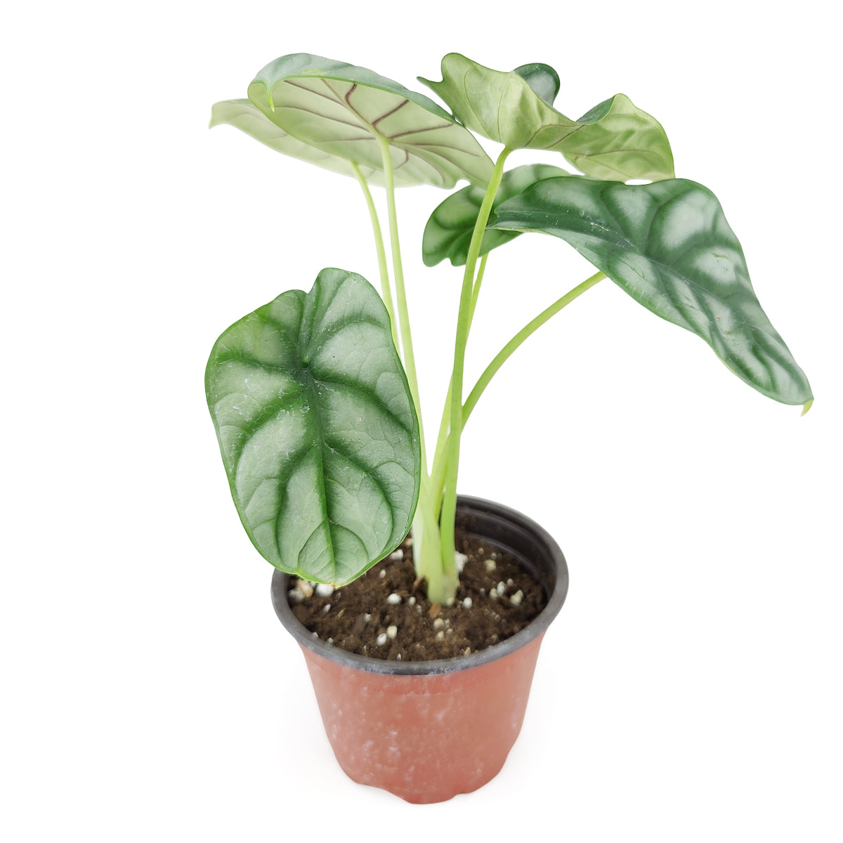Alocasia baginda &#39;Silver Dragon&#39;, Silver Dragon Plant, Jewel Alocasia, Alocasia Silver Dragon, Rare Indoor Plants, Tropical Indoor Plants, buy Alocasia Silver Dragon online, best place to buy plants near me