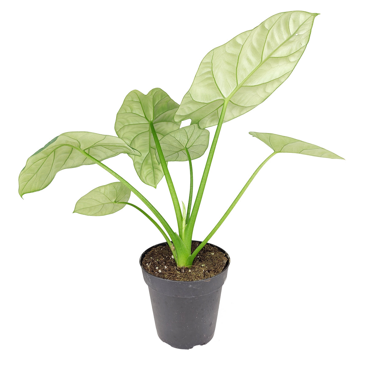 Alocasia Sinuata Quilted Dreams, Mirror Face Alocasia, Elephant Ears, Colorful Foliage Houseplant, Indoor Houseplant, buy Quilted Dreams Plants online, buy Alocasia Sianuata Quilted Dreams near me