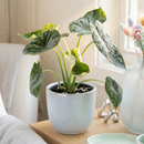 Alocasia ‘Dragon Scale Mint’ live house plant for sale, Dragon Scale Mint Alocasia tropical plant with thick textured dragon scale leaves, Alocasia baginda Dragon Scale Mint indoor plant mint green textured leaves, Dragon Scale Mint Alocasia with embossed leaves unique tropical indoor plant