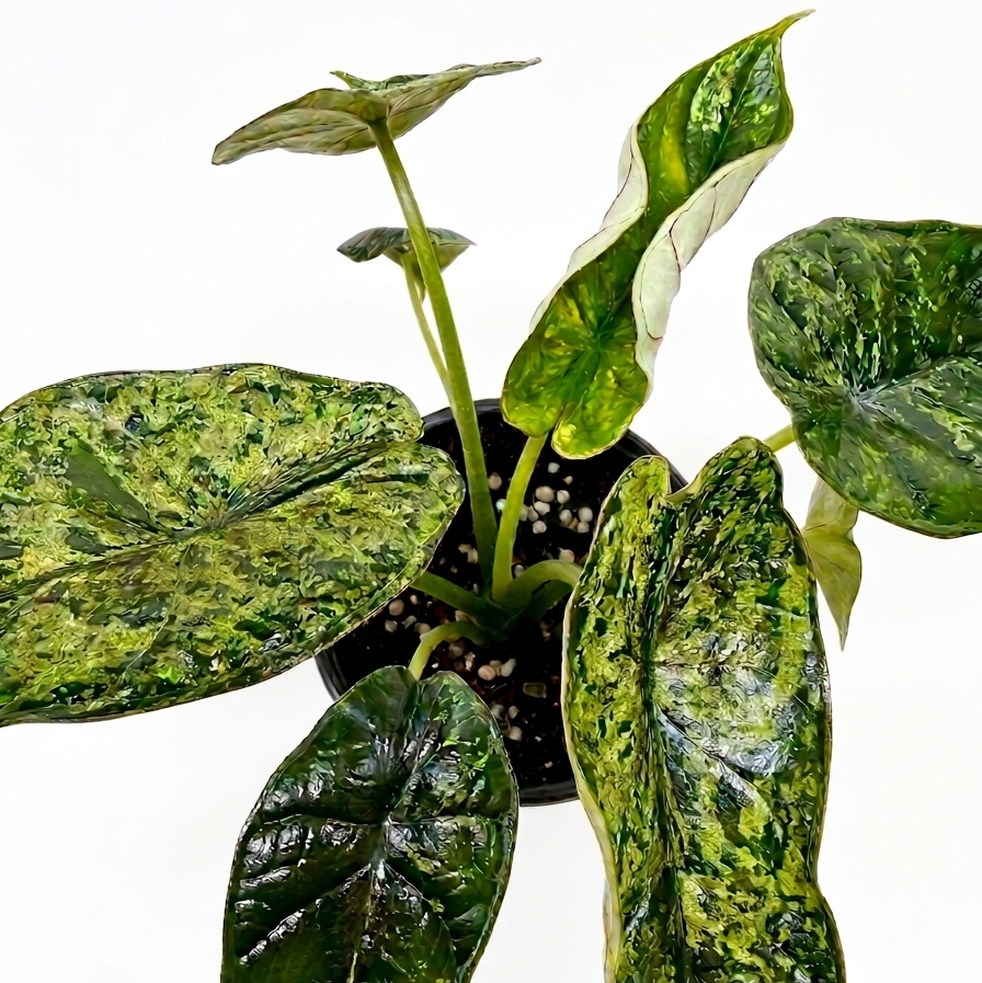 Alocasia ‘Dragon Scale Mint’ live house plant for sale, Dragon Scale Mint Alocasia tropical plant with thick textured dragon scale leaves, Alocasia baginda Dragon Scale Mint indoor plant mint green textured leaves, Dragon Scale Mint Alocasia with embossed leaves unique tropical indoor plant