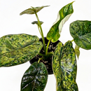 Alocasia ‘Dragon Scale Mint’ live house plant for sale, Dragon Scale Mint Alocasia tropical plant with thick textured dragon scale leaves, Alocasia baginda Dragon Scale Mint indoor plant mint green textured leaves, Dragon Scale Mint Alocasia with embossed leaves unique tropical indoor plant