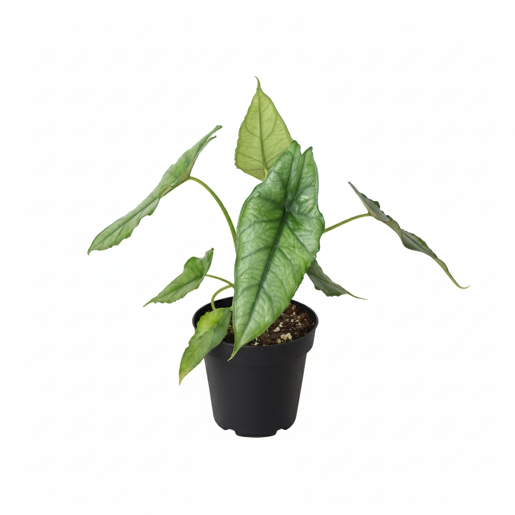 4 inch Alocasia Dragons Breath, Alocasia live plants, 4 inch indoor plants, buy Alocasia Dragons Breath online
