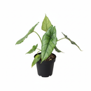 6 inch Alocasia Dragons Breath, houseplants for sale, Alocasia live plants, buy live plants online