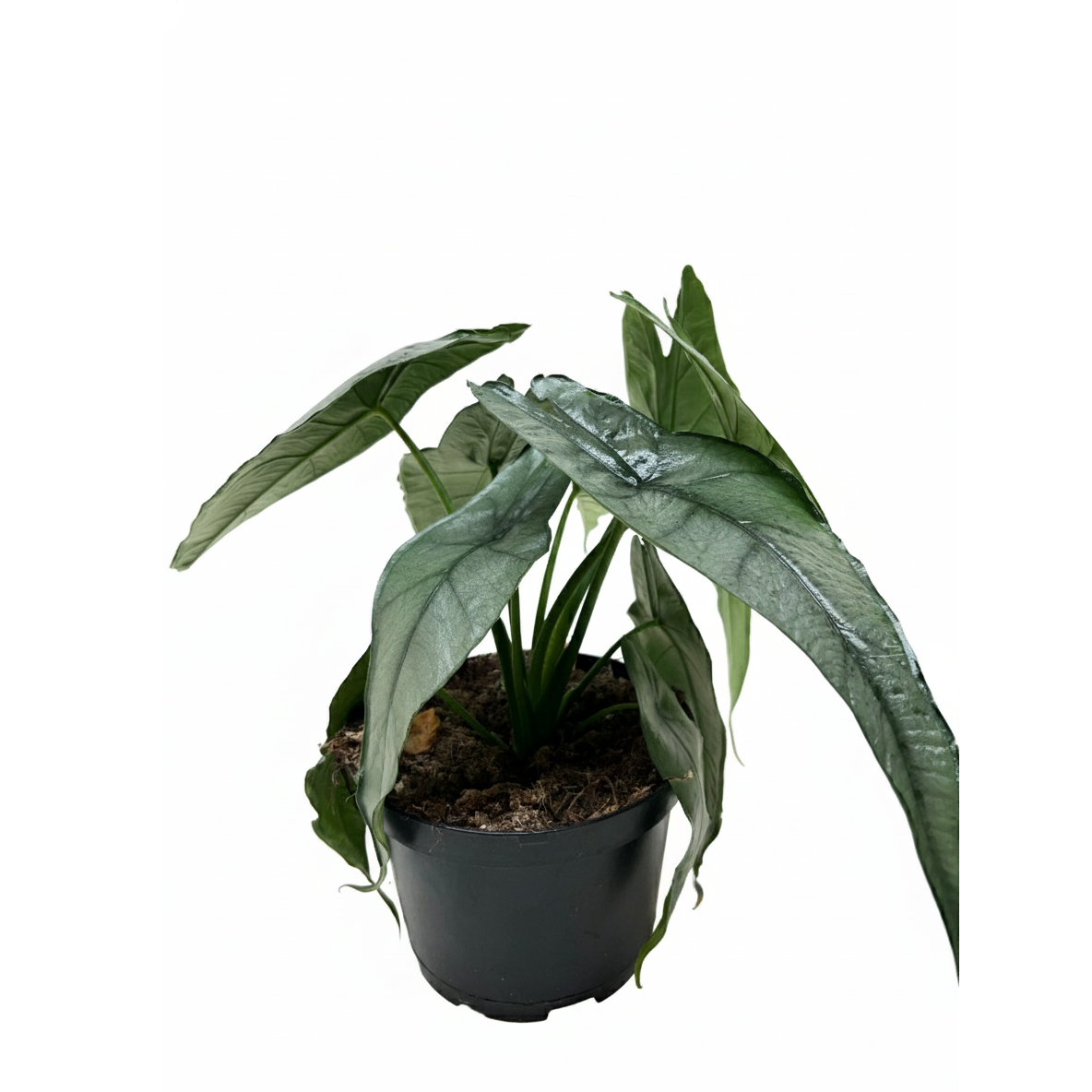 dragon's breath indoor plant Alocasia Dragons Breath - Pointed, Arrowhead-shaped Leaves Houseplants
