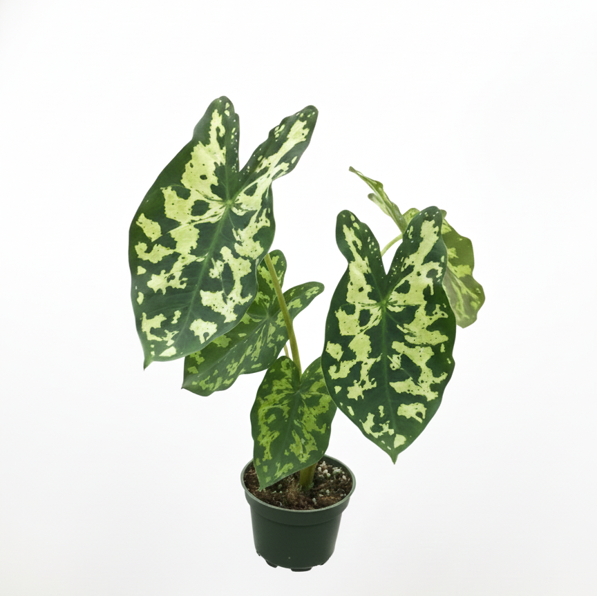 4 inch Alocasia Hilo Beauty, Alocasia live plants, indoor plants for sale, live houseplants, small plant for home decoration