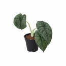 Alocasia Melo for sale, buy Alocasia Melo online, unique houseplants, live plants for sale, plant shops in ca