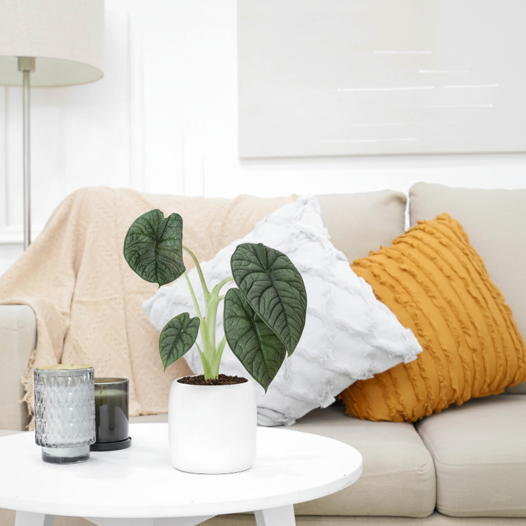 4 inch Alocasia 'Melo' in white minimal ceramic pot, special pattern leaves live plants, Alocasia Melo for sale