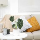 Alocasia Melo for sale, buy Alocasia Melo online, unique houseplants, live plants for sale, plant shops in ca