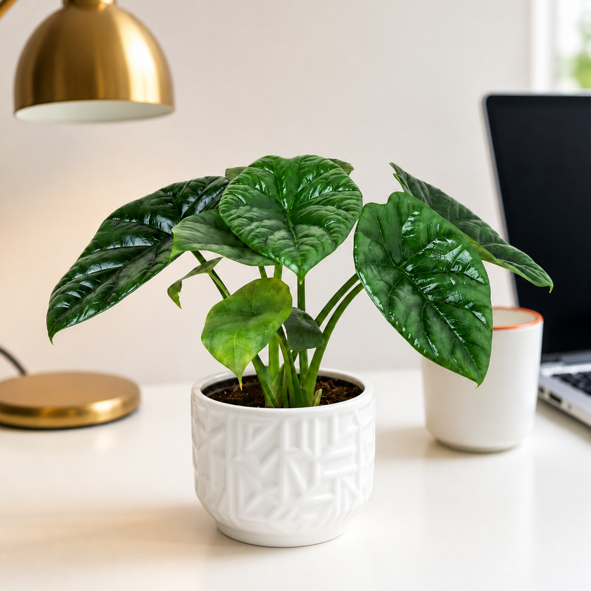 4 inch Alocasia 'Mirror Face' for sale. Alocasia 'Mirror Face' is a striking tropical houseplant admired for its glossy, reflective leaves and bold architectural appearance. It thrives in bright, indirect light with well-draining soil and enjoys consistent moisture and higher humidity for healthy growth. This unique indoor plant makes a stunning statement piece for homes, offices, or any tropical plant collection.
