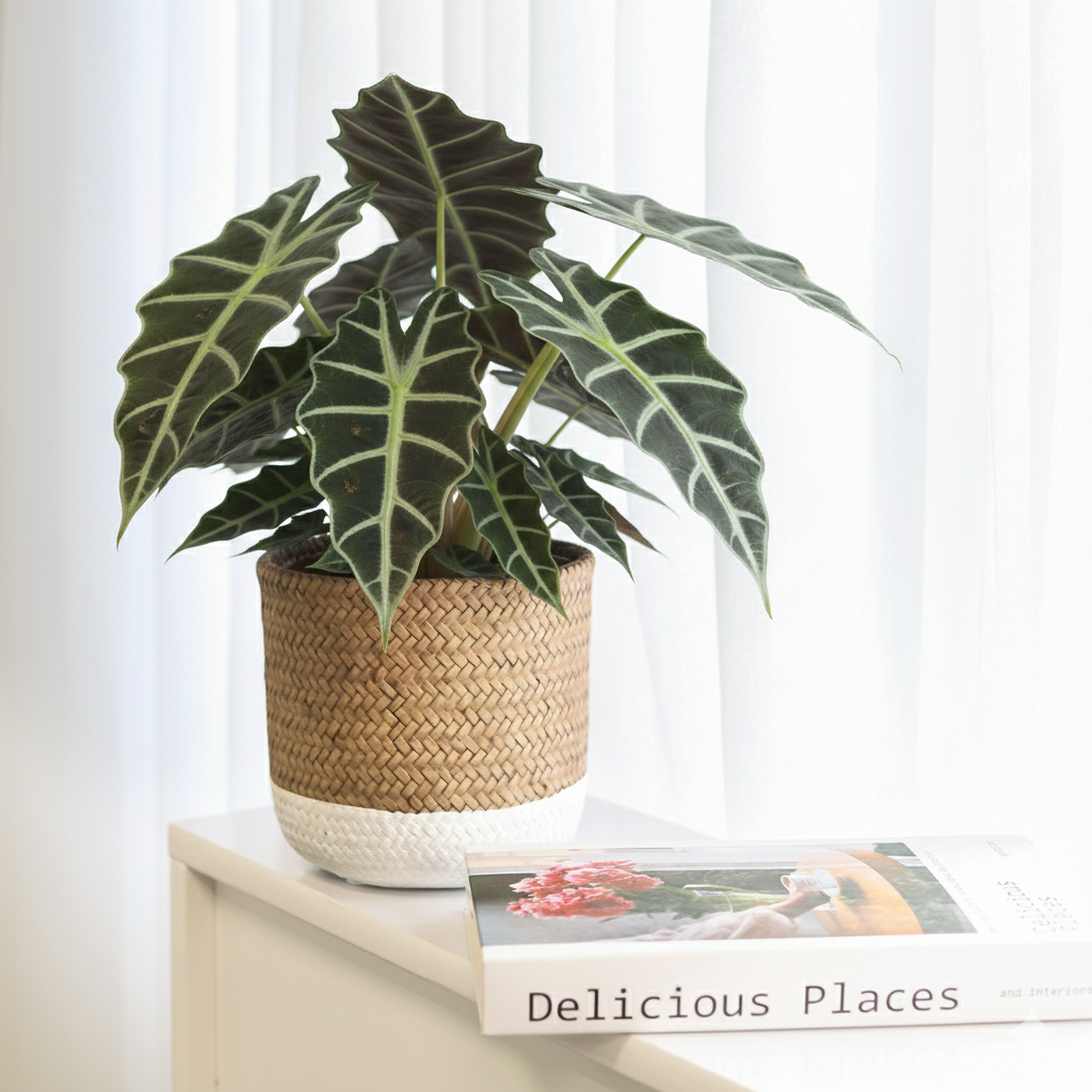4 inch Alocasia Polly, Alocasia live plants for sale, decorative live plants, buy houseplants online