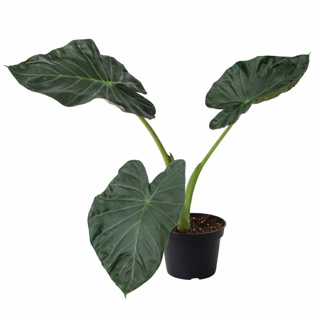6 inch Alocasia Regal Shields, Elephant Ear plant, Rare houseplant, tropical houseplant, large shield-shaped leaves plants