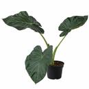 6 inch Alocasia Regal Shields, Elephant Ear plant, Rare houseplant, tropical houseplant, large shield-shaped leaves plants
