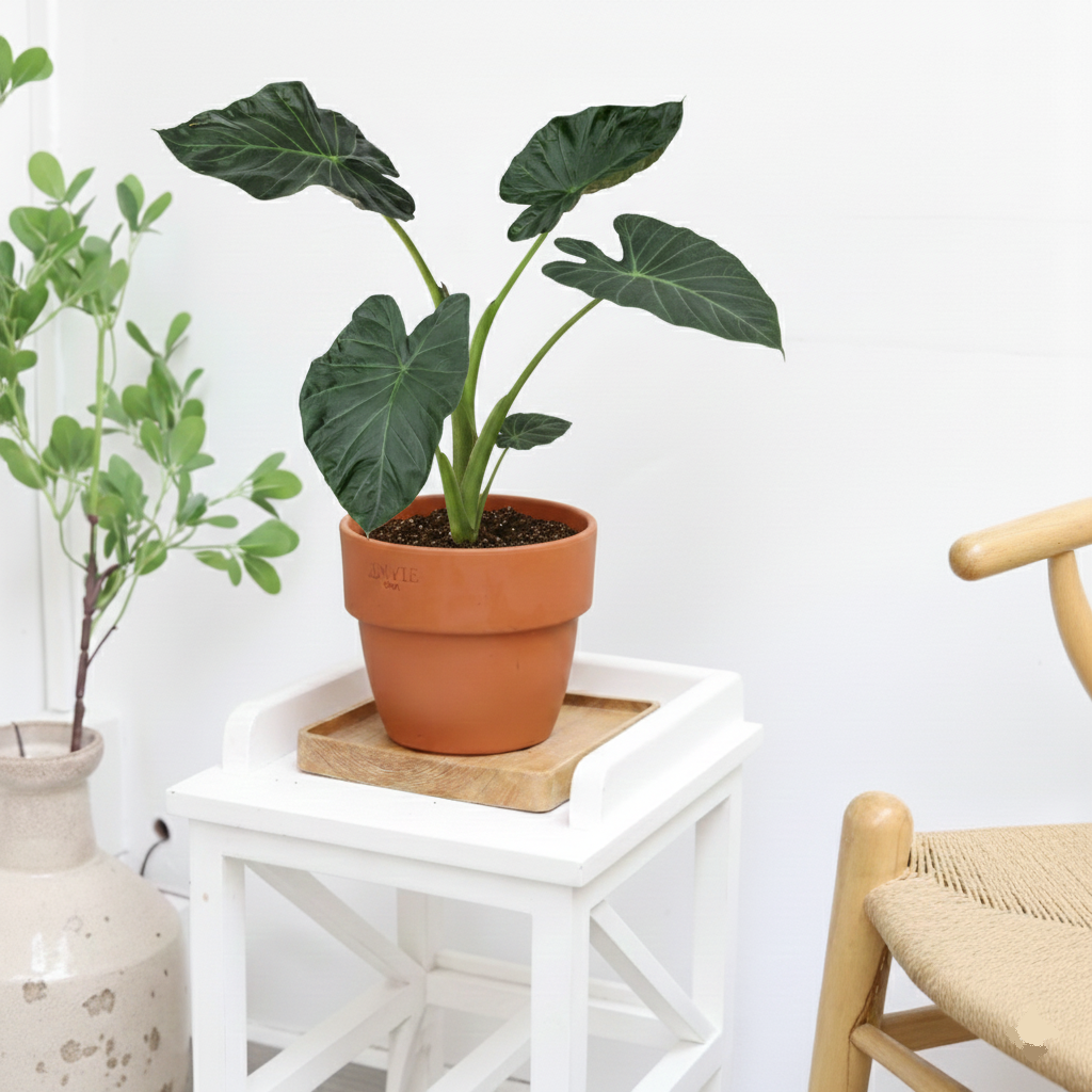 6 inch Alocasia 'Regal Shields' in terracotta pot, buy live houseplants online, decorative large indoor plants
