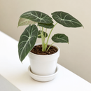 4 inch Alocasia Reginula Black Velvet, 4 inch decorative indoor plants, houseplants for sale, buy Alocasia Reginula Black Velvet online