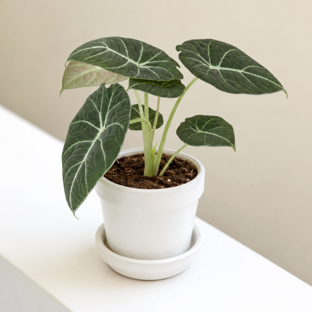 buy alocasia reginula 'black velvet' live plant 4" pot online, near-black velvety heart-shaped leaves, striking silver veins, compact upright rosette, thick rigid foliage, slow-growing jewel aroid, dramatic tabletop accent for modern interiors, a unique and thoughtful gift for plant collectors