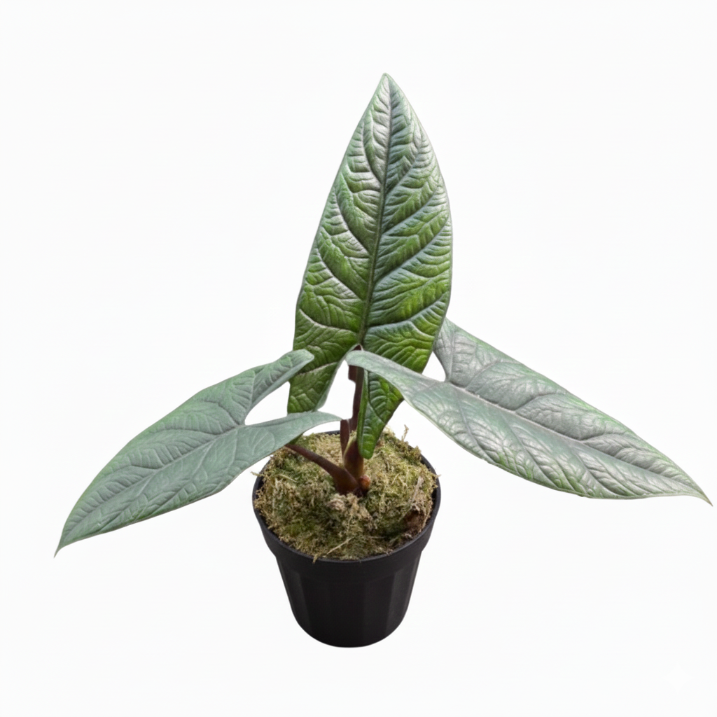 4 inch Alocasia Scalprum, Alocasia Scalprum plants for sale, buy Alocasia Scalprum online, Alocasia live plants, unique leaves plants