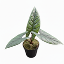 4 inch Alocasia Scalprum, Alocasia Scalprum plants for sale, buy Alocasia Scalprum online, Alocasia live plants, unique leaves plants