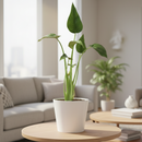 4 inch Alocasia Tiny Dancer, Alocasia Tiny Dancer for sale, indoor live plants, plant shops in ca