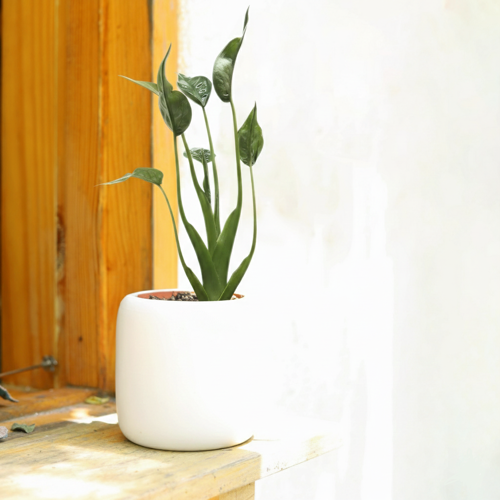 Alocasia 'Tiny Dancer' for sale, buy Alocasia 'Tiny Dancer' online, unique indoor plants, gifts for plant lovers