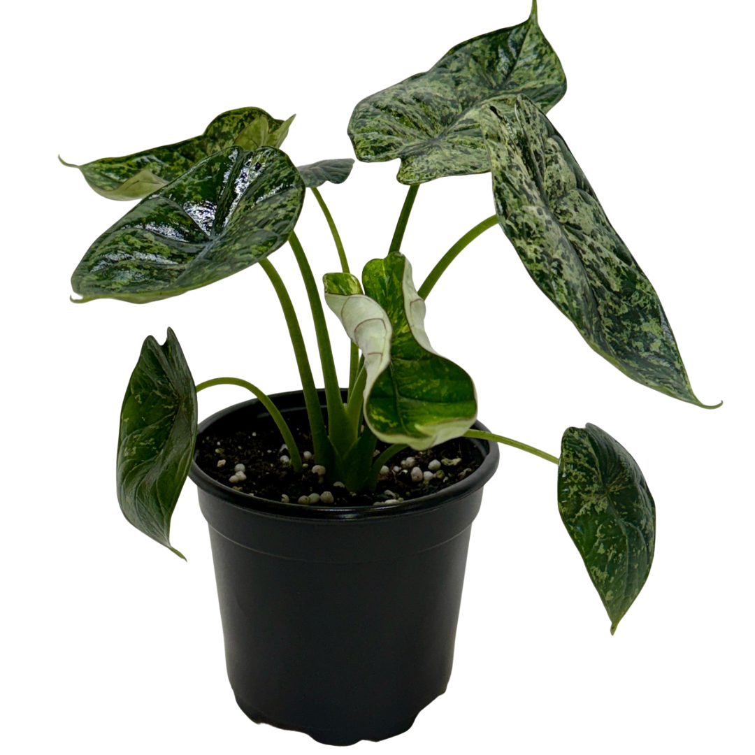 Alocasia 'Dragon Scale Mint' live house plant for sale, Indoor Alocasia Dragon Scale Mint bright indirect light houseplant, Alocasia Dragon Scale Mint live plant low light tolerant indoor tropical plant