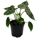 Alocasia ‘Dragon Scale Mint’ live house plant for sale, Dragon Scale Mint Alocasia tropical plant with thick textured dragon scale leaves, Alocasia baginda Dragon Scale Mint indoor plant mint green textured leaves, Dragon Scale Mint Alocasia with embossed leaves unique tropical indoor plant