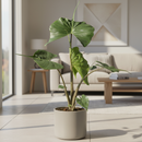 Alocasia macrorrhizos Stingray for decoration, decorative plants, buy live plants online, live plants for sale