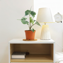 Alocasia macrorrhizos Stingray for decoration, decorative plants, buy live plants online, live plants for sale