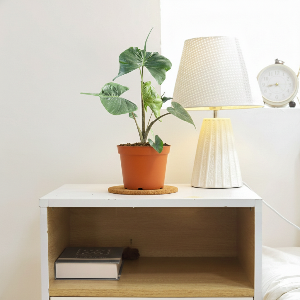 4 inch Alocasia macrorrhizos 'Stingray' in plastic pot, unique Alocasia plants, buy Alocasia macrorrhizos 'Stingray' online