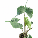 Alocasia macrorrhizos Stingray for decoration, decorative plants, buy live plants online, live plants for sale