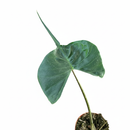 Alocasia macrorrhizos Stingray for decoration, decorative plants, buy live plants online, live plants for sale