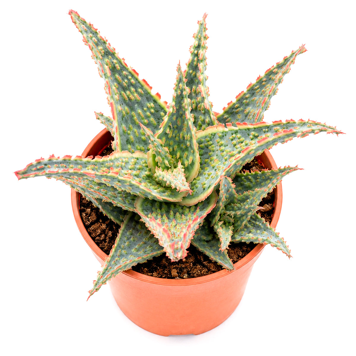 4 inch Aloe 'Oik' for sale. Aloe 'Oik' is a charming succulent known for its lush, fleshy leaves and low-maintenance nature, making it a favorite among plant lovers. It prefers bright light, well-draining soil, and infrequent watering to maintain its healthy appearance. This versatile succulent is ideal for homes, offices, or as a thoughtful gift for any plant enthusiast.
