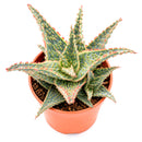 2 inch Aloe 'Oik' for sale. Aloe 'Oik' is a beautiful succulent featuring thick, sculptural leaves arranged in a neat rosette that complements any indoor space. It grows best in bright light with fast-draining soil and needs minimal watering to stay healthy. This easy-care plant is an excellent choice for beginners and succulent collectors alike.