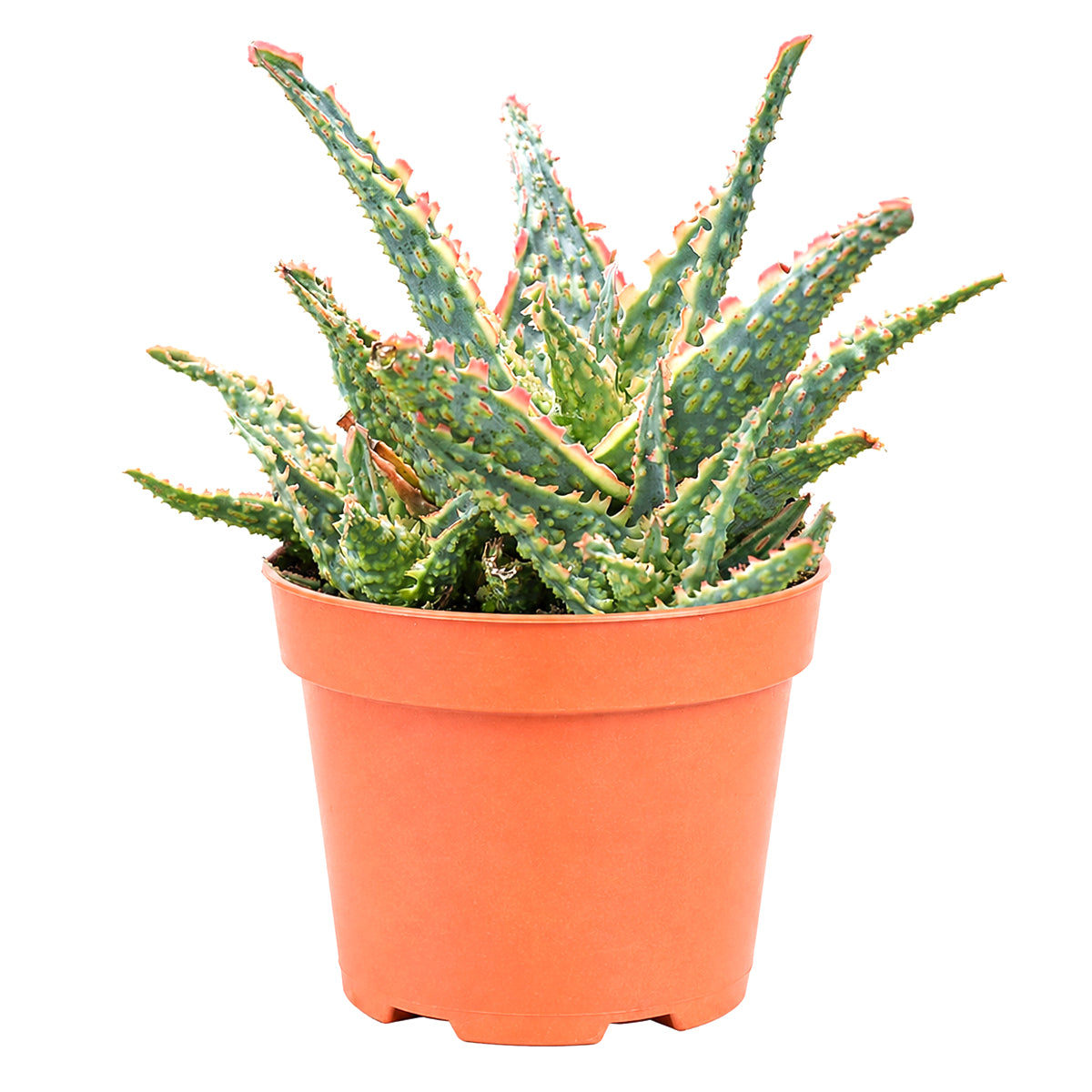 Buy 4 inch Aloe 'Oik' online. Aloe 'Oik' is an eye-catching succulent prized for its thick green foliage and compact rosette form that brings natural beauty to any room. It thrives in bright light with well-draining soil and requires only occasional watering for healthy growth. This hardy indoor plant is perfect for homes, offices, or anyone looking to expand their succulent collection.