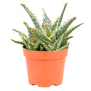 2 inch Aloe 'Oik' for sale. Aloe 'Oik' is a beautiful succulent featuring thick, sculptural leaves arranged in a neat rosette that complements any indoor space. It grows best in bright light with fast-draining soil and needs minimal watering to stay healthy. This easy-care plant is an excellent choice for beginners and succulent collectors alike.