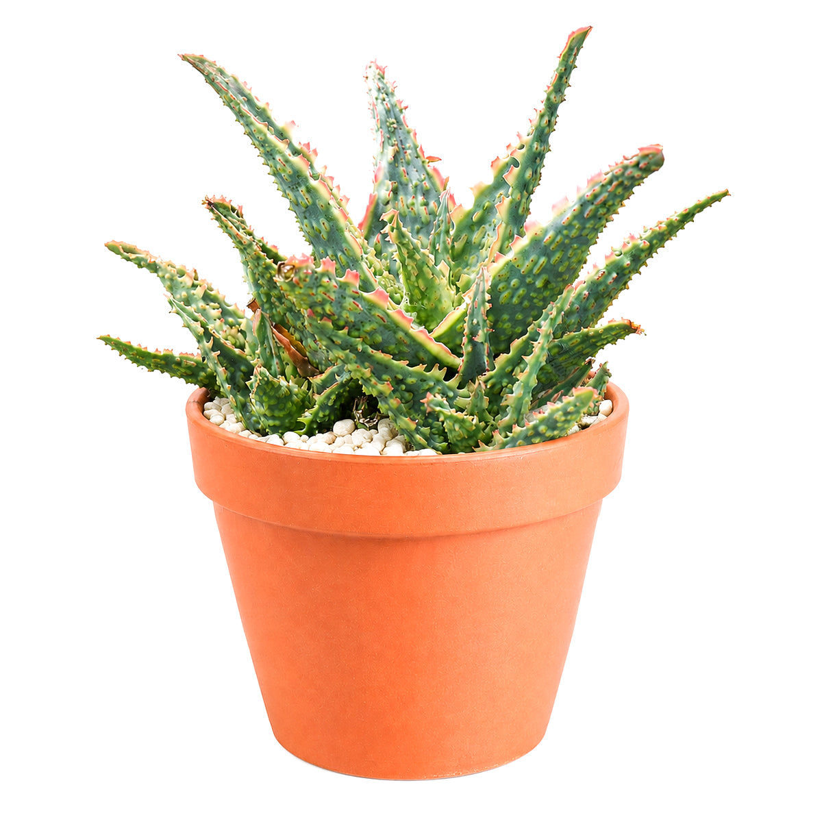 2 inch Aloe 'Oik' for sale. Aloe 'Oik' is a beautiful succulent featuring thick, sculptural leaves arranged in a neat rosette that complements any indoor space. It grows best in bright light with fast-draining soil and needs minimal watering to stay healthy. This easy-care plant is an excellent choice for beginners and succulent collectors alike.