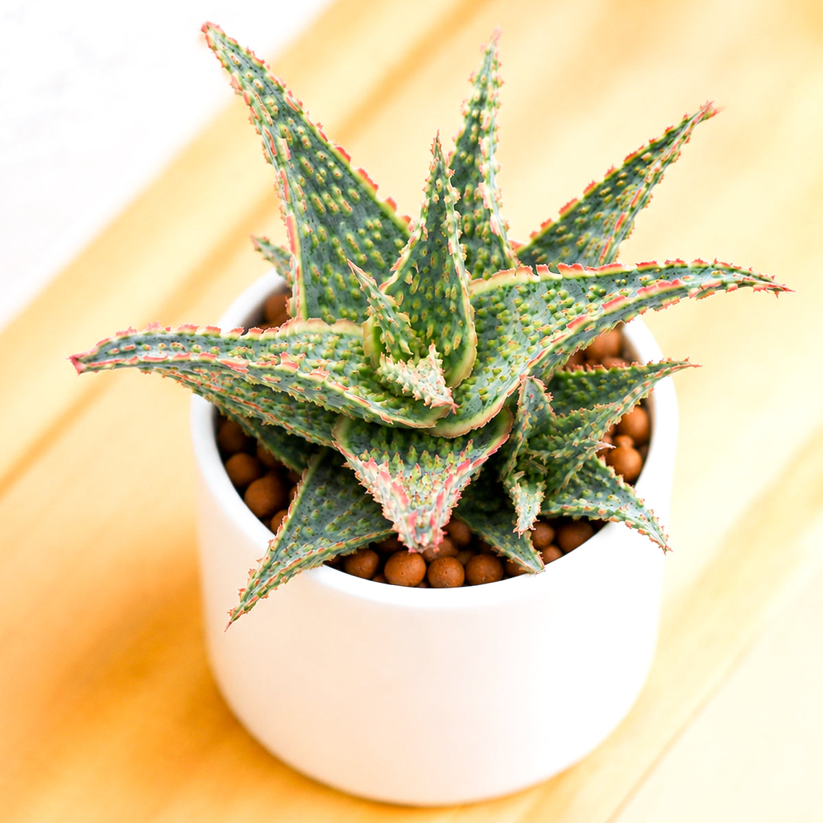 Buy 2 inch Aloe 'Oik' online. Aloe 'Oik' is a compact succulent with attractive fleshy green leaves that adds a fresh, modern touch to any indoor plant collection. It thrives in bright light with well-draining soil and requires only occasional watering, making it easy to care for. This low-maintenance succulent is perfect for homes, offices, or anyone looking for a hardy decorative plant.