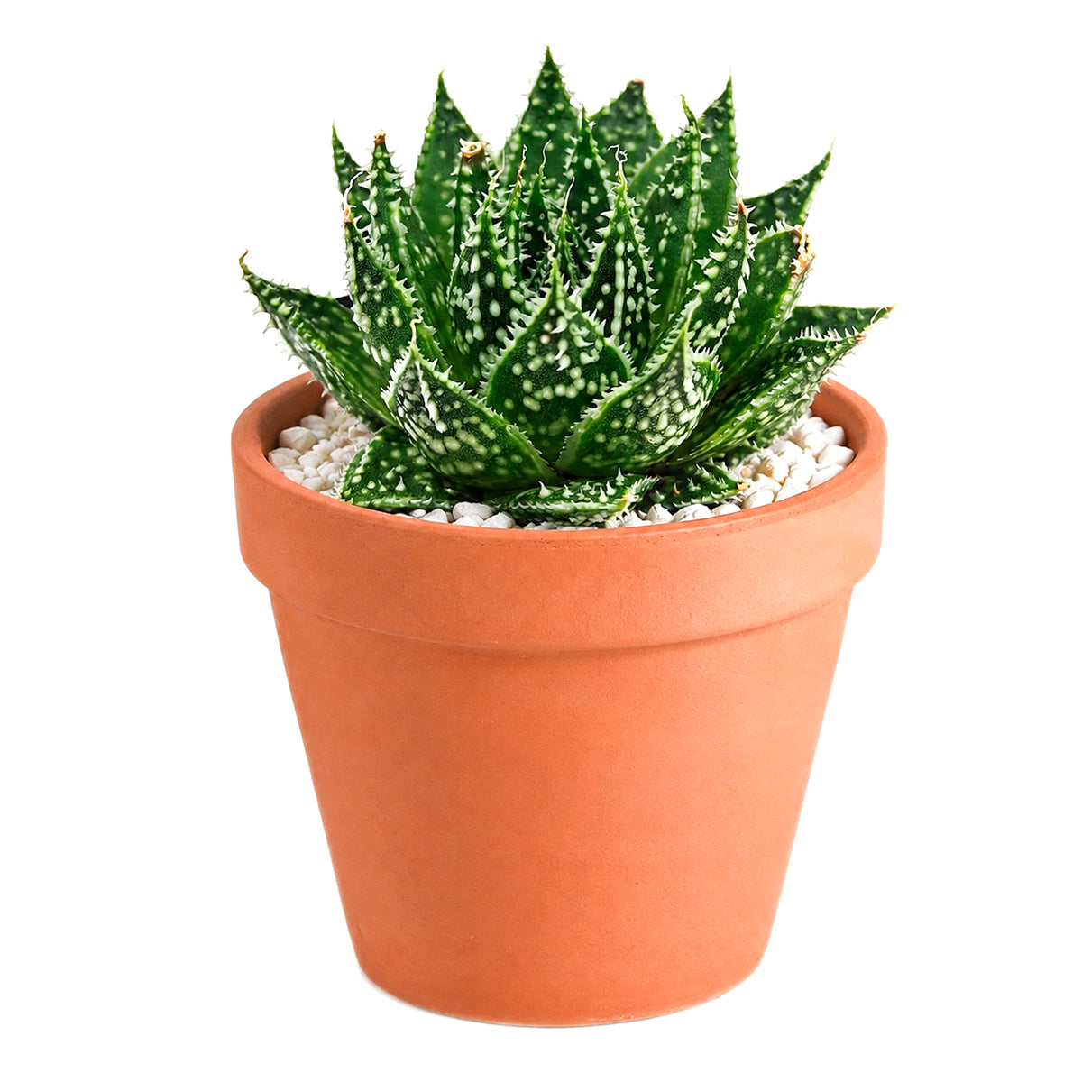 2 inch Aloe Snow, green succulents, indoor succulents, succulent care guide, buy succulents online