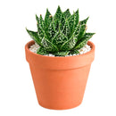2 inch Aloe Snow, green succulents, indoor succulents, succulent care guide, buy succulents online