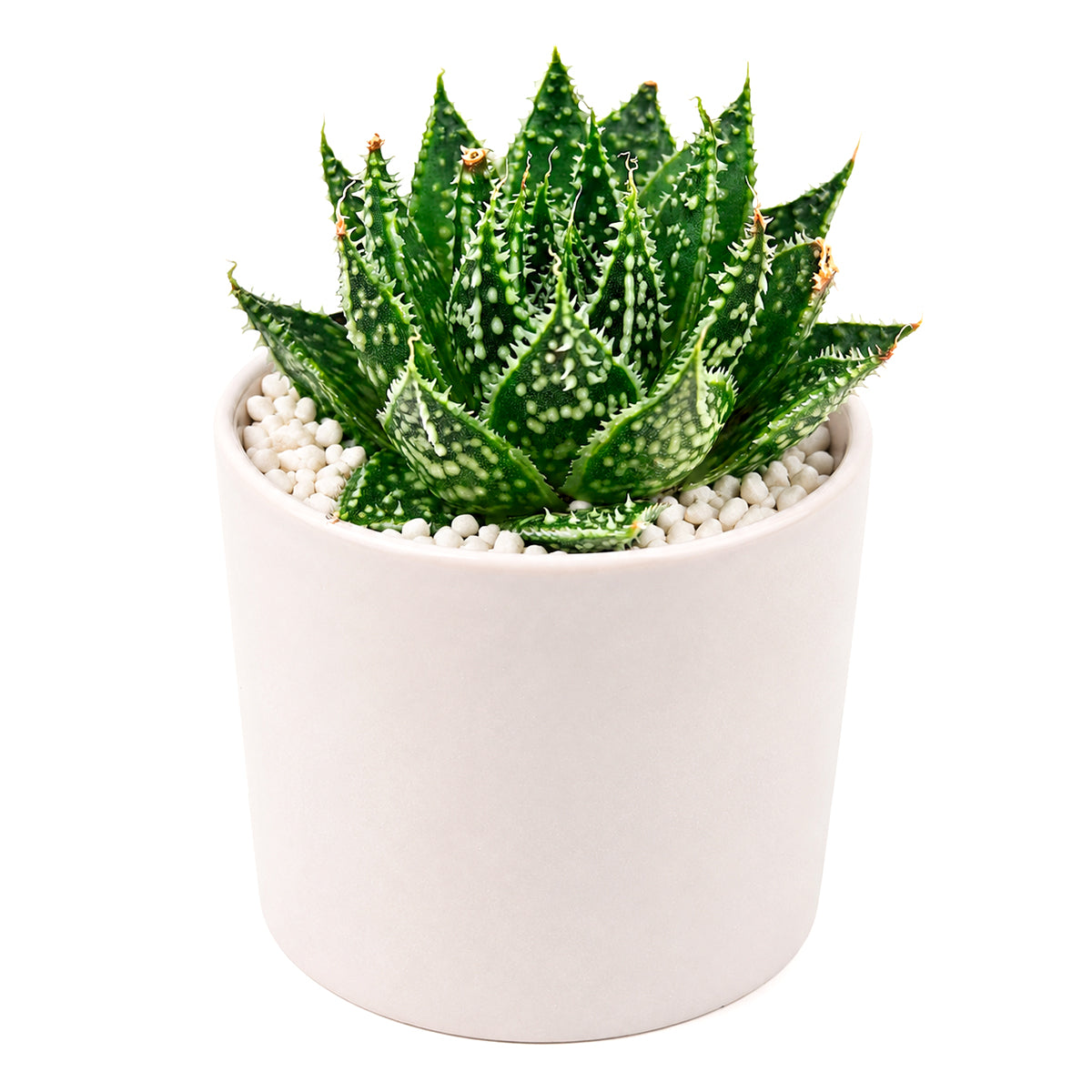 2 inch Aloe Snow, green succulents, indoor succulents, succulent care guide, buy succulents online