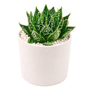 2 inch Aloe Snow, green succulents, indoor succulents, succulent care guide, buy succulents online